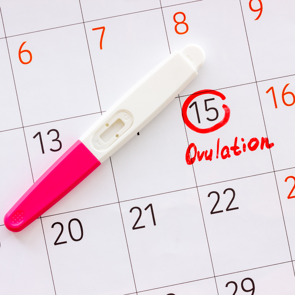 Can You Only Get Pregnant During Ovulation?